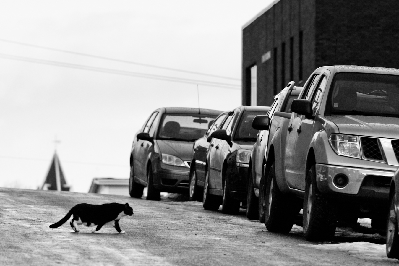 Kitty crossing shot by //d. for A City Like Ours